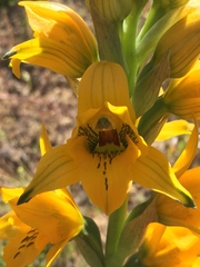 Chloraea gavilu