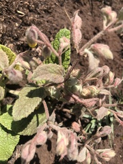 Hermannia transvaalensis