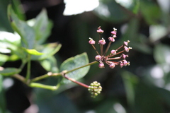 Eleutherococcus trifoliatus