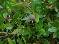 Persoonia acuminata