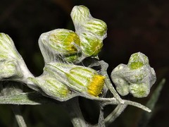 Senecio mlilwanensis