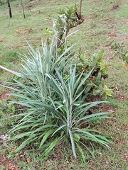 Senecio mlilwanensis
