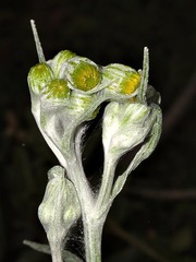 Senecio mlilwanensis