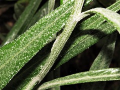 Senecio mlilwanensis