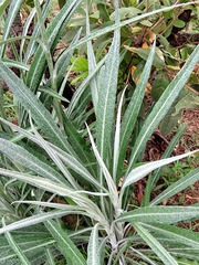 Senecio mlilwanensis