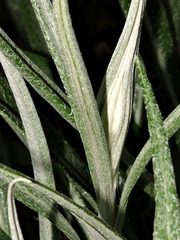 Senecio mlilwanensis