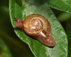 Kerkophorus