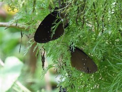 Euploea tulliolus ledereri