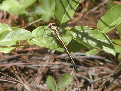 Stenogomphurus rogersi