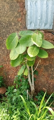 Magnoliopsida