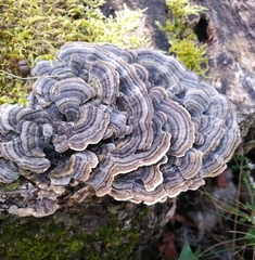 Trametes versicolor image