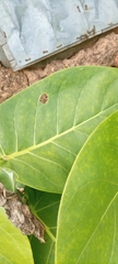 Magnoliopsida