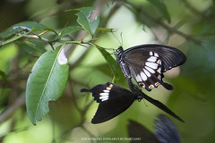 Papilio prexaspes