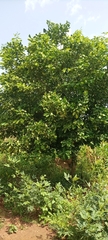 Magnoliopsida