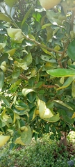 Magnoliopsida