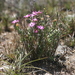 Ruschia congesta - Photo (c) Luc Strydom, some rights reserved (CC BY-NC), uploaded by Luc Strydom