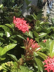 Battus polydamas lucayus