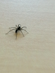 Pardosa