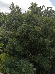Vitellariopsis