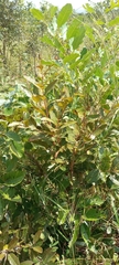 Magnoliopsida
