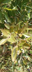 Magnoliopsida