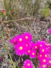 Lampranthus stenopetalus