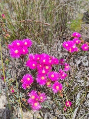 Lampranthus stenopetalus