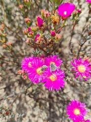 Lampranthus stenopetalus