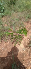 Magnoliopsida