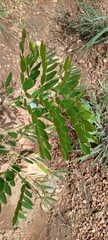 Magnoliopsida