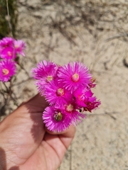 Lampranthus stenopetalus