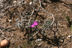 Trichodiadema intonsum