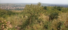 Magnoliopsida