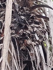 Syagrus flexuosa