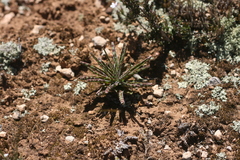 Ledebouria ensifolia