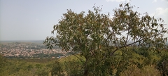 Magnoliopsida