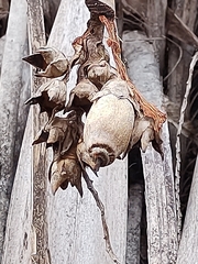 Syagrus flexuosa