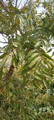 Magnoliopsida