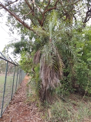 Syagrus flexuosa