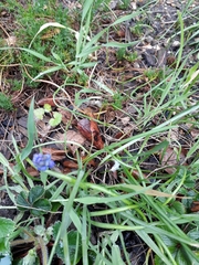Muscari