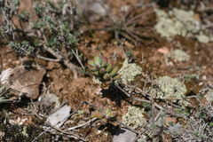 Crassula mesembryanthoides