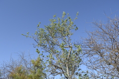Maytenus vitis-idaea