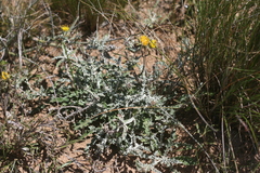 Berkheya heterophylla