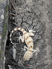 Tenuidactylus caspius