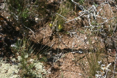 Albuca annulata