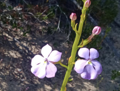 Isotoma hypocrateriformis