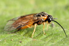 Nematus umbratus