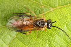 Nematus umbratus