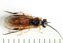 Nematus umbratus