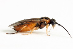 Nematus umbratus